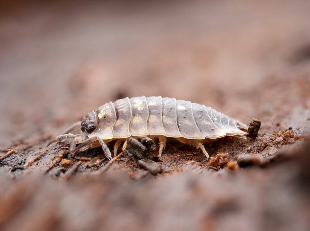 Porcellio scaber isopod on substrate — Isopod Care Hub