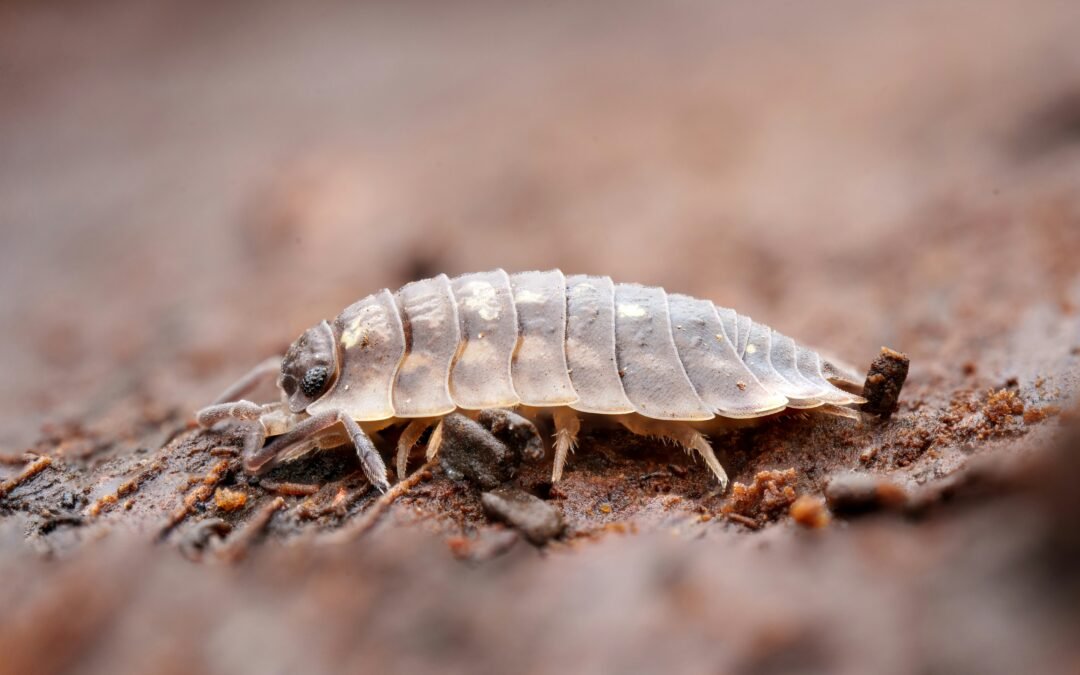 Porcellio scaber isopod on substrate or Isopod enclosure setup with leaf litter and cork bark