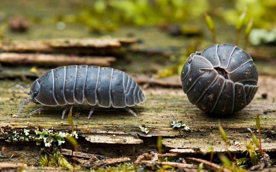 Armadillidium vulgare Care Guide (Common Pill Bug)